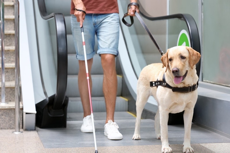 blind man with service dog near escalator