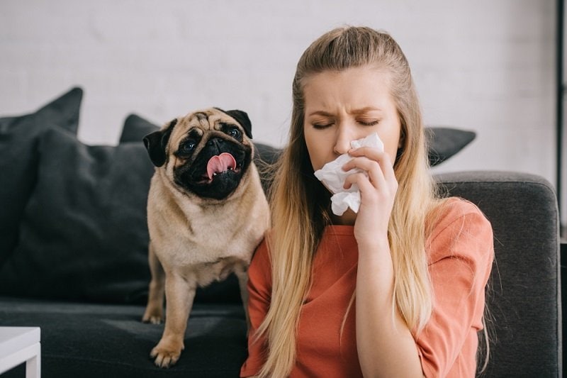 blonde girl allergic to dog sneezing in tissue near adorable pug
