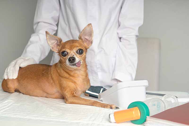 blood pressure measurement of dog in the veterinary clinic