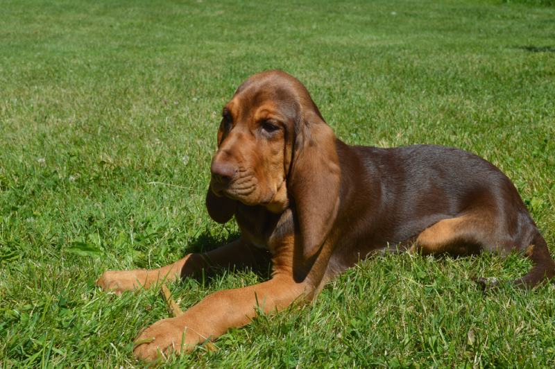 cachorrinho bloodhound deitado na grama