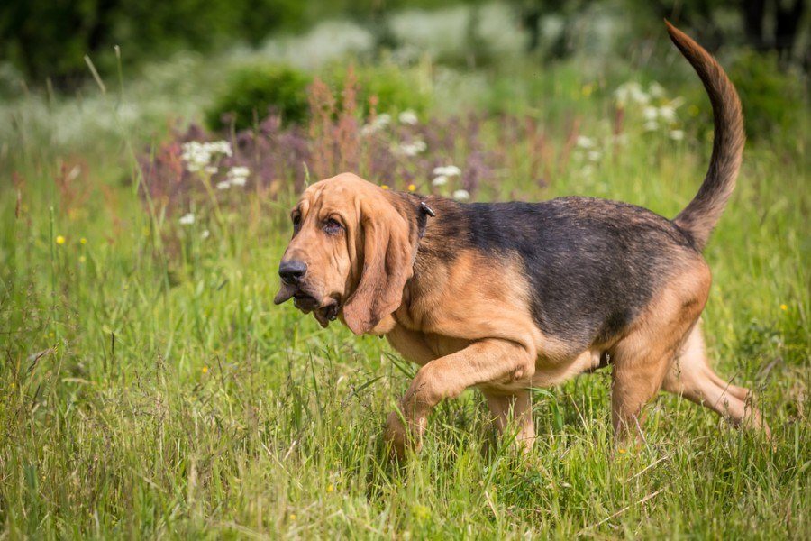 bloodhound dog walking on the grass
