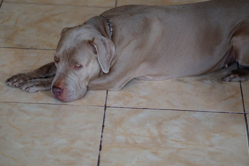 blue fawn pitbull lying on the floor