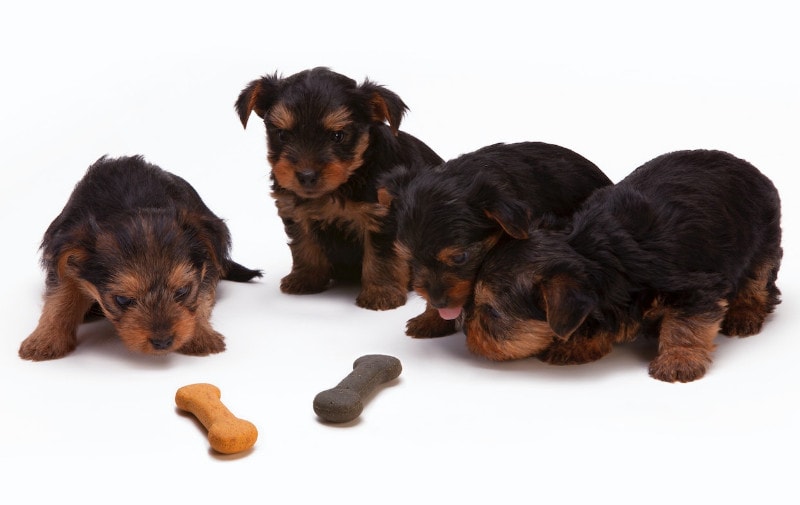 bone shaped treats in front of black and brown yorkshire terrier puppies