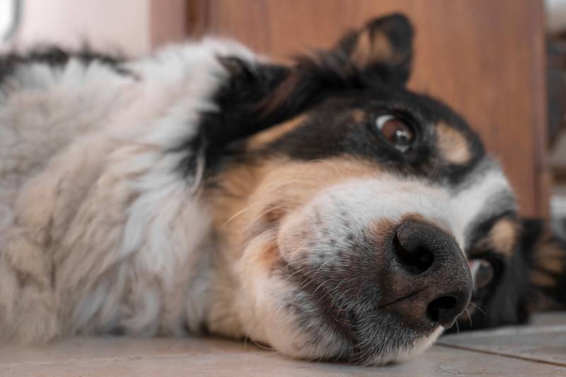 border collie breed old tricolor dog tired or sick at rest attitude