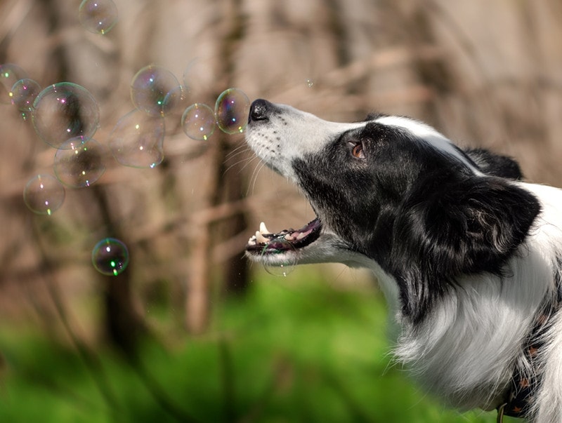 border collie dog catching bubbles in nature