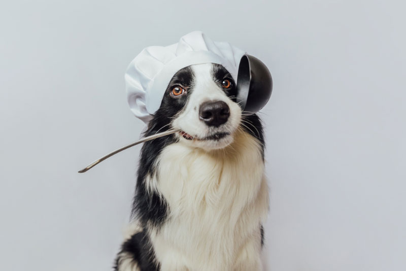 border collie dog in chef hat holding ladle in mouth