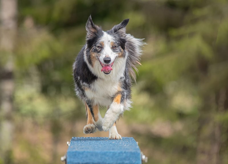 border collie dog running on the boom on a dog agility course
