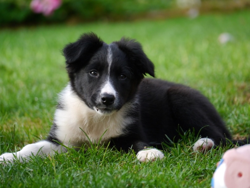 border-collie puppy_Steve Lancaster_Pixabay