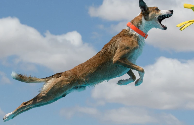 border collie whippet mixed breed dog dock diving jumping