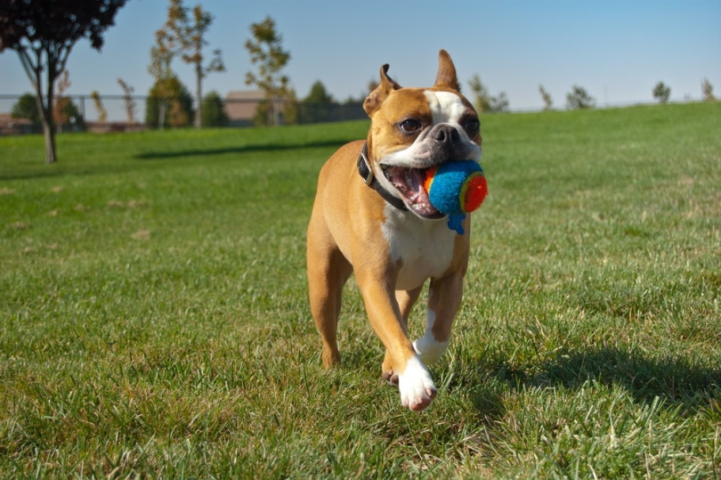 boston terrier chewing ball