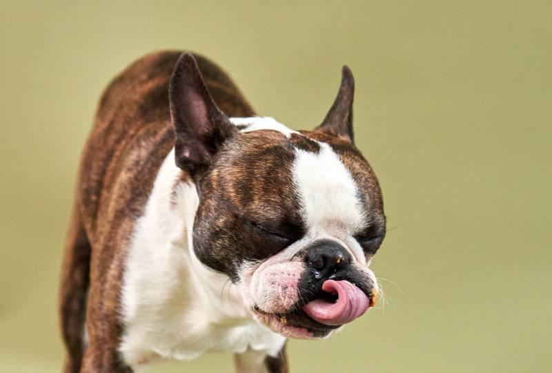 boston terrier dog closed eyes and licking nose