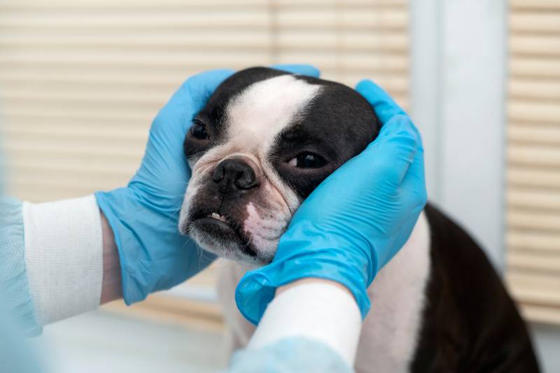 boston terrier pet dog on reception at veterinary doctor in vet clinic