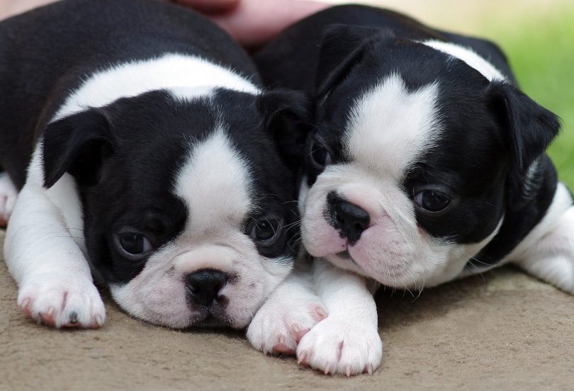 boston terrier puppies_Artbobo_Shutterstock