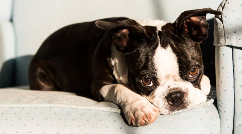 boston terrier puppy lays on an armchair with a sad expression on his face