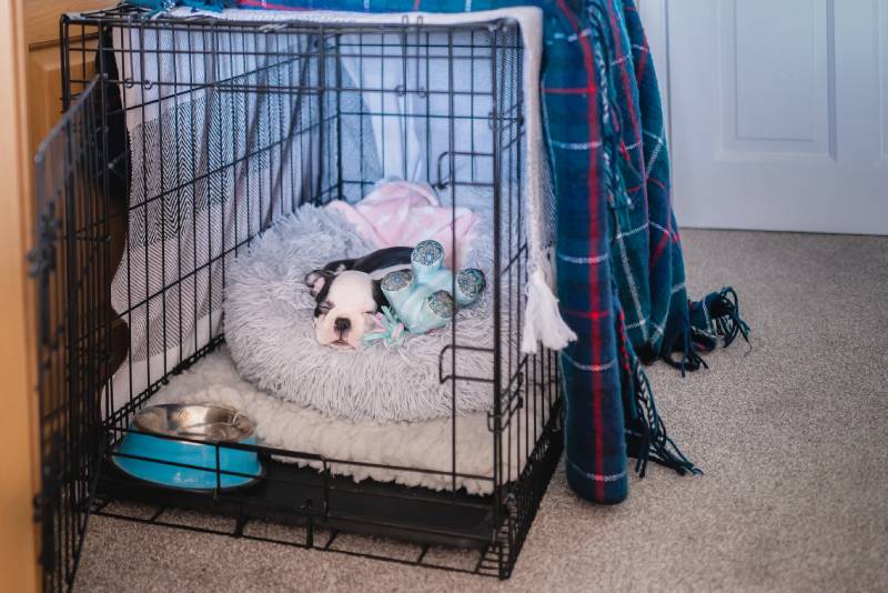 boston terrier puppy sleeping in her crate with the door open
