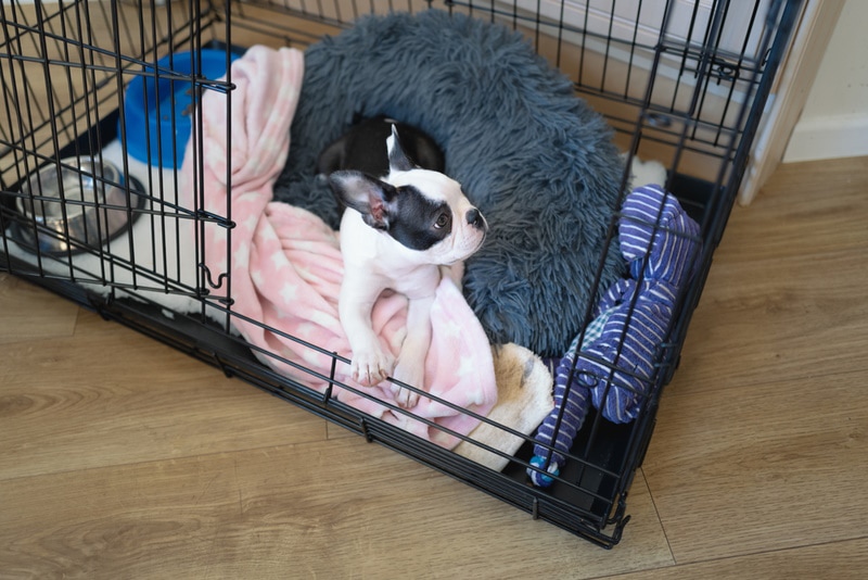 boston terrier resting inside crate