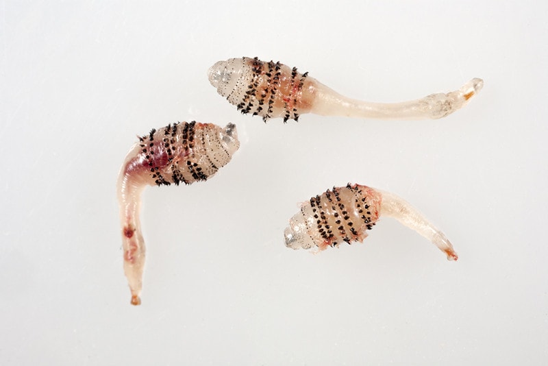 botfly larva - Dermatobia hominis
