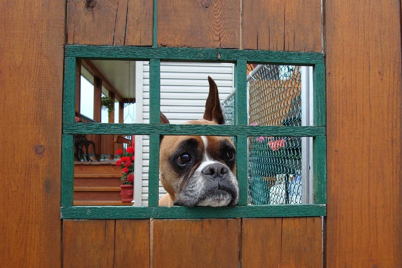 boxer dog los anxious behind the door