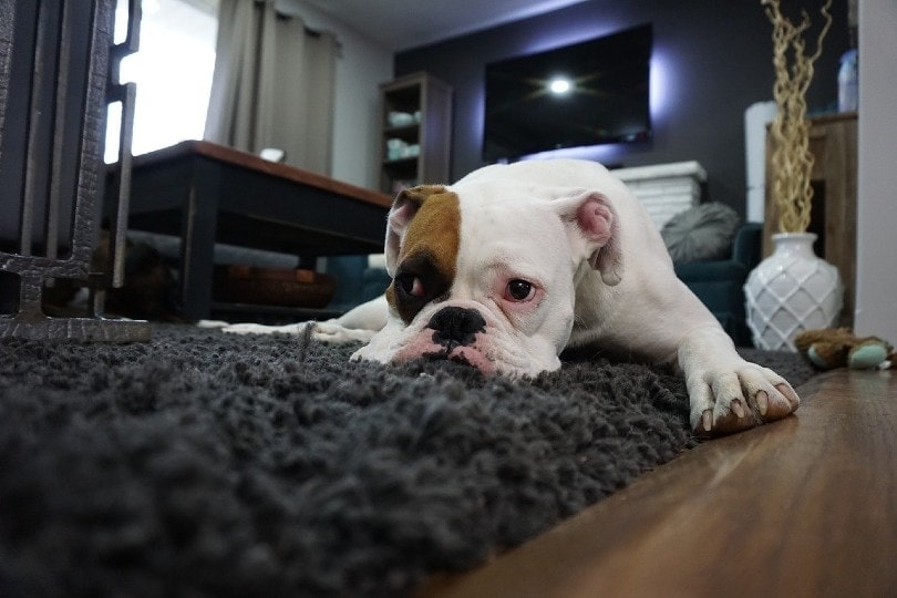 boxer lying on the carpet