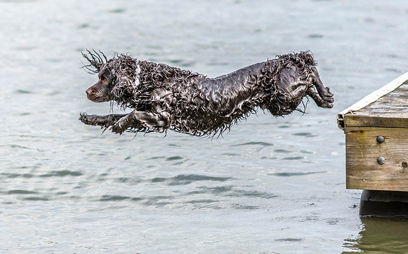 Boykin spaniel jumping on the lake