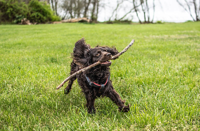 Boykin spaniel playing with a stick