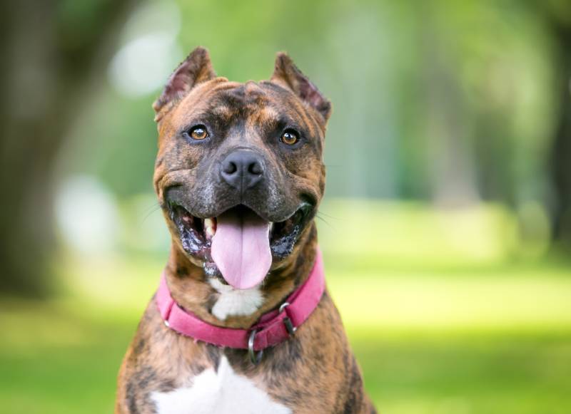 brindle Pit Bull Terrier mixed breed dog with cropped ears