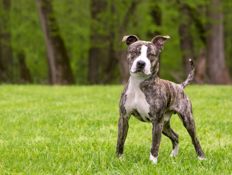 brindle and white Pit Bull Terrier mixed breed dog standing outdoors