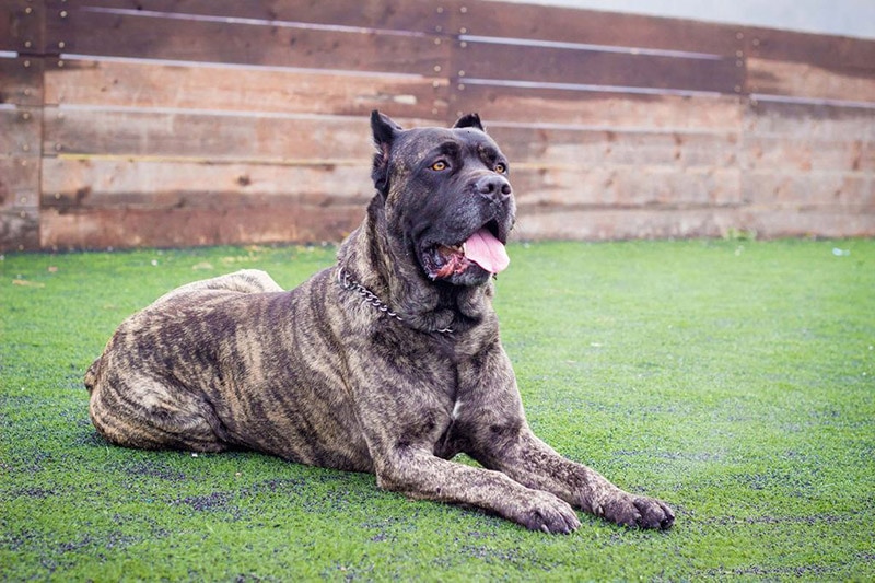 brindle cane corso dog lying on grass outdoor