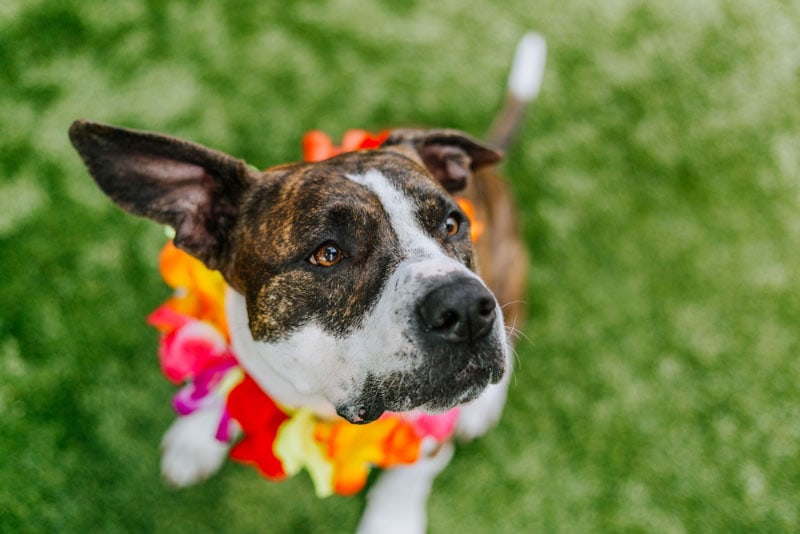 brindle dog wearing hawaiian lei