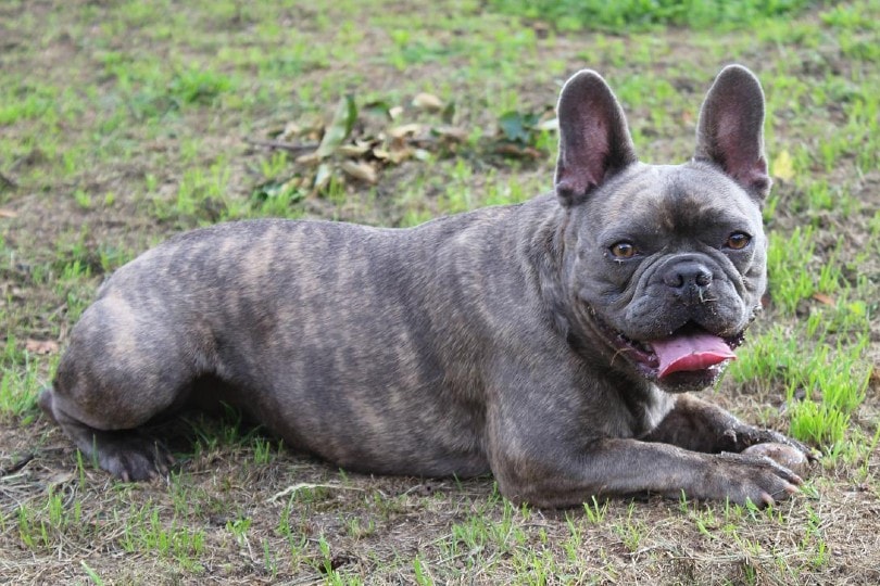 brindle french bulldog lying on grass