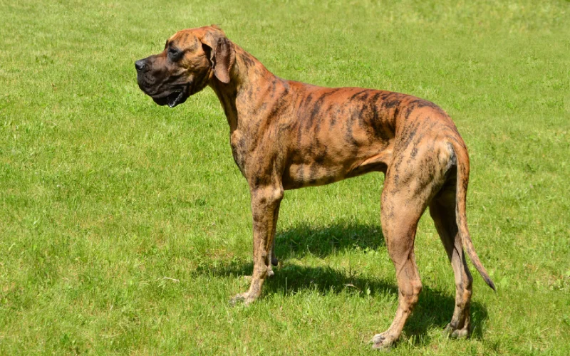 brindle great dane on the grass