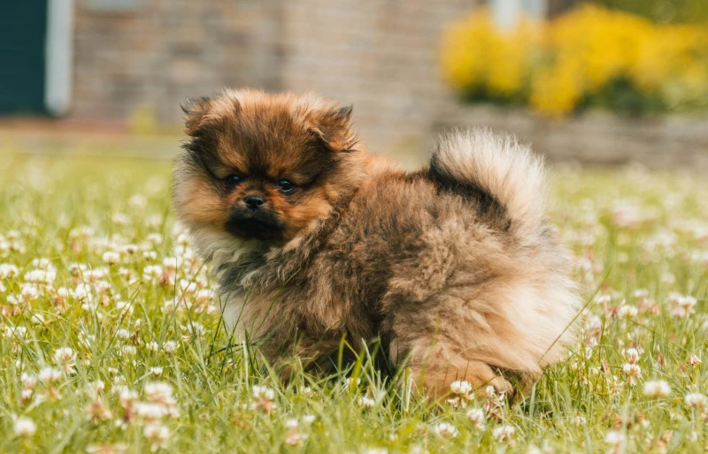 brindle pomeranian puppy outdoors
