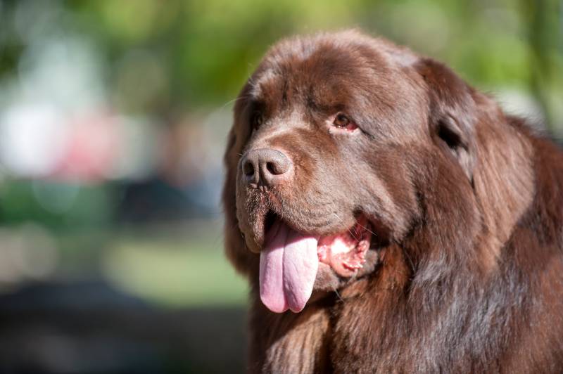 brown Newfoundland dog on the field