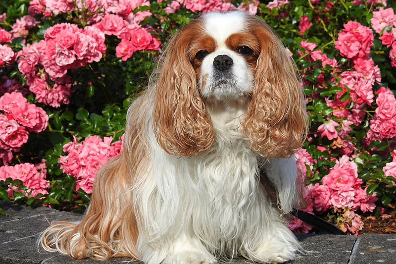 brown and white cavalier king charles spaniel