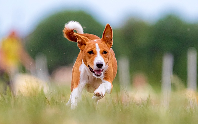 brown and white dog running in a field