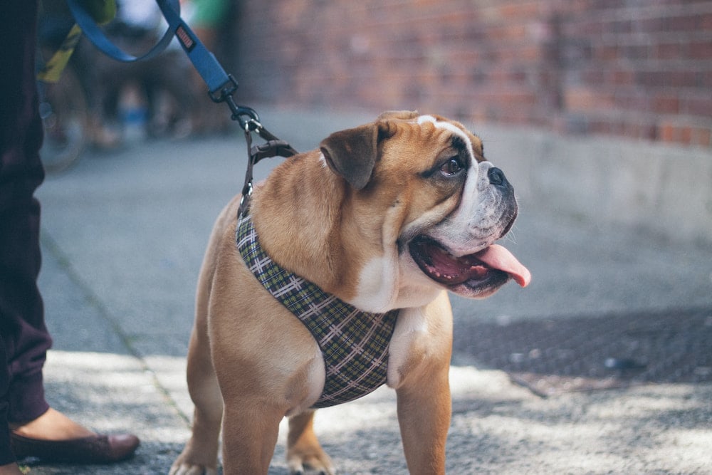 brown and white dog wearing a harness