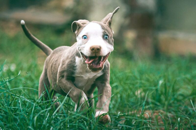 brown and white pitbull running on grass
