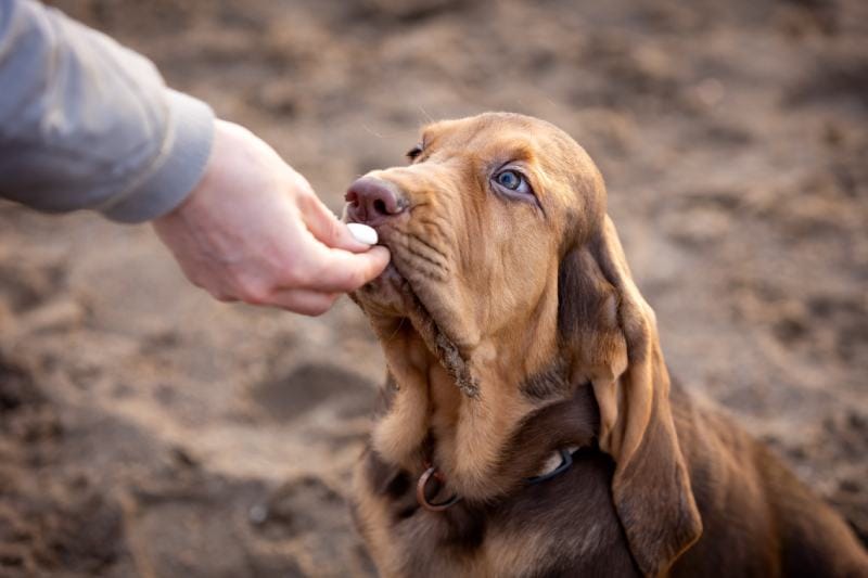 cachorrinho bloodhound marrom recebendo uma guloseima de um homem