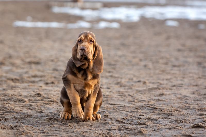 cachorrinho bloodhound marrom sentado na areia