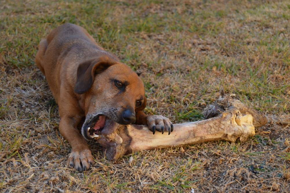 brown dog biting large bone