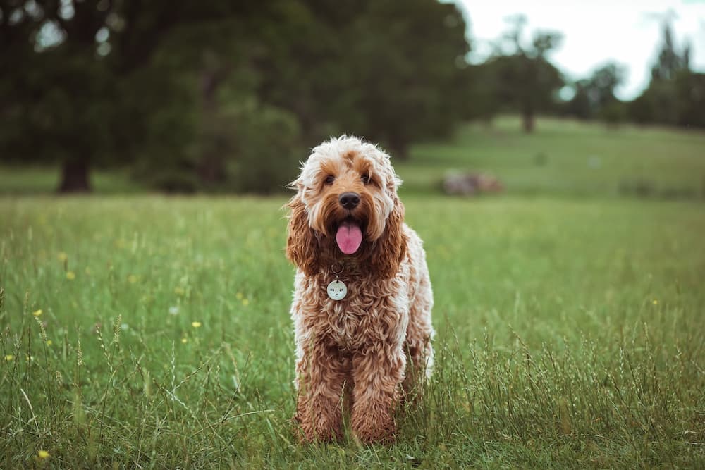 brown dog on green grass