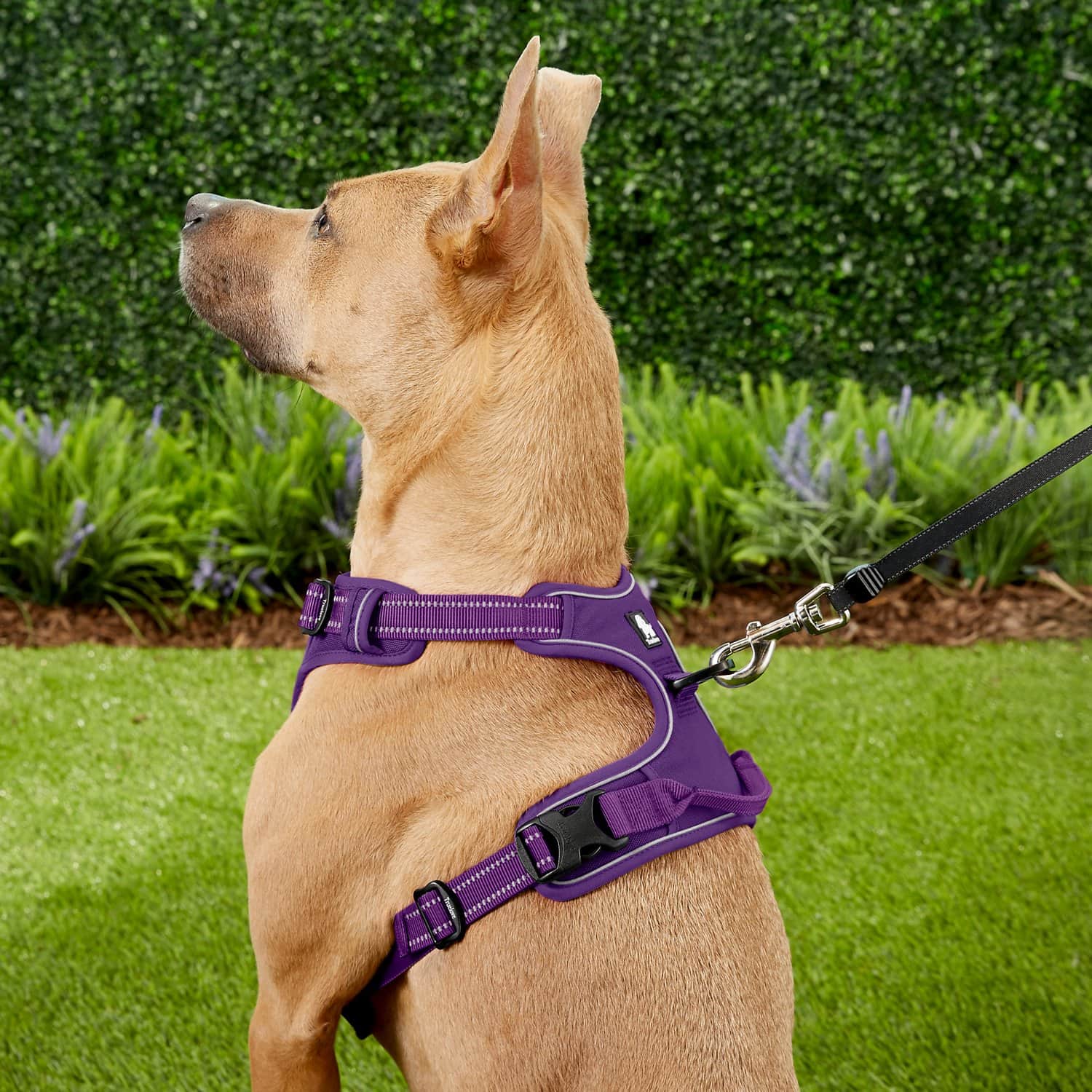 brown dog wearing Chai's Choice Premium Outdoor Adventure 3M Polyester Reflective Front Clip Dog Harness