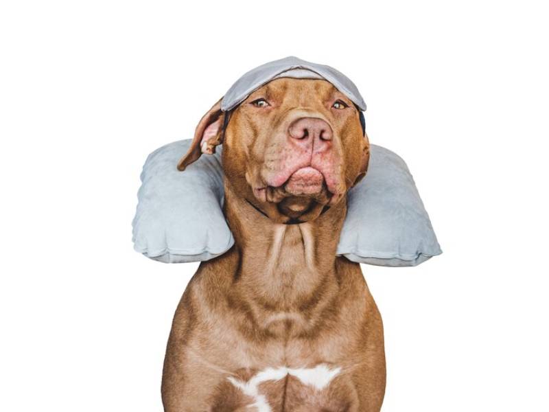 brown dog wearing neck pillow