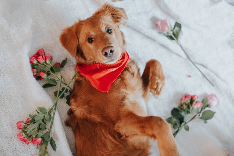 brown golden retriever dog on white sheet surrounded by flowers