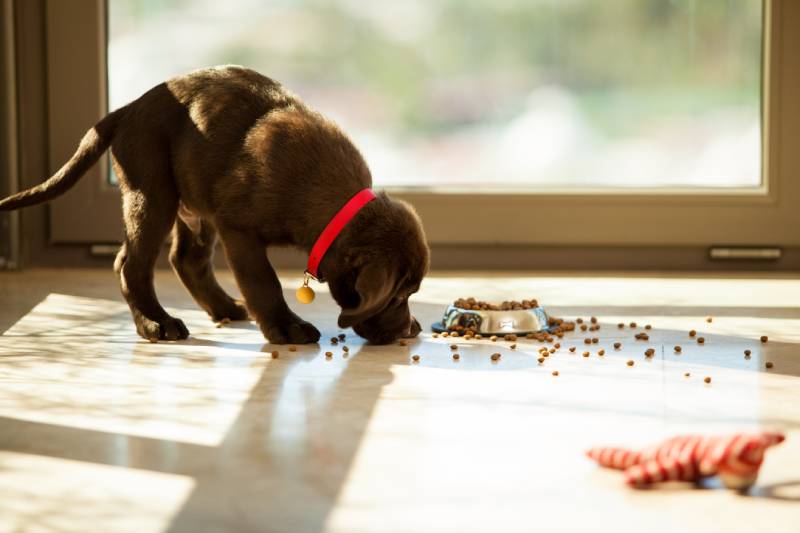 brown labrador dog eating food from its plate in the living room