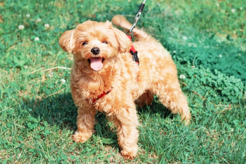 brown maltese puppy on grass