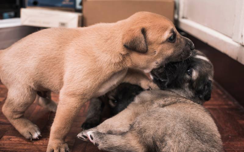 brown puppy nips on his siblings face