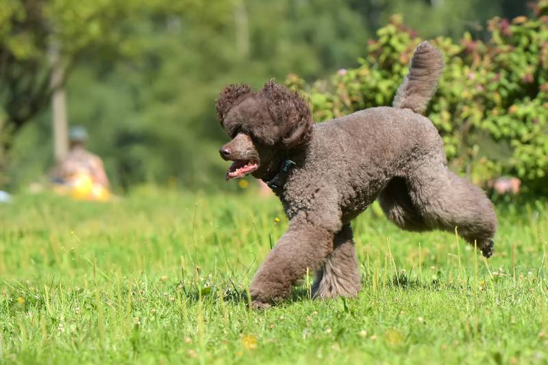 brown royal poodle dog runs along the grass