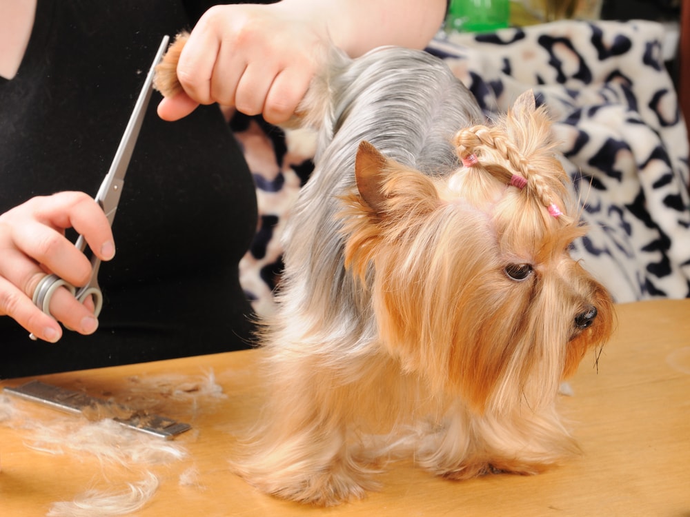 brown yorkshire terrier yorkie with a braid haircut style