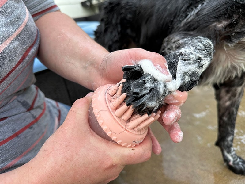 brushing black dog's paw with maxbone shampoo dispensing brush